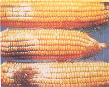 دیپلودیای ذرت